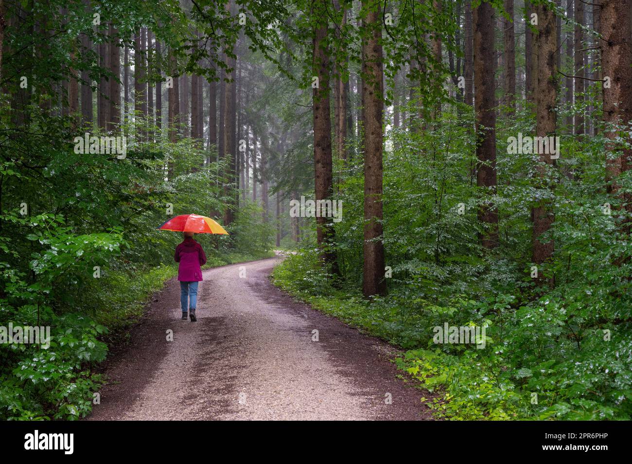 Hiking through the forest in rainy weather Stock Photo - Alamy