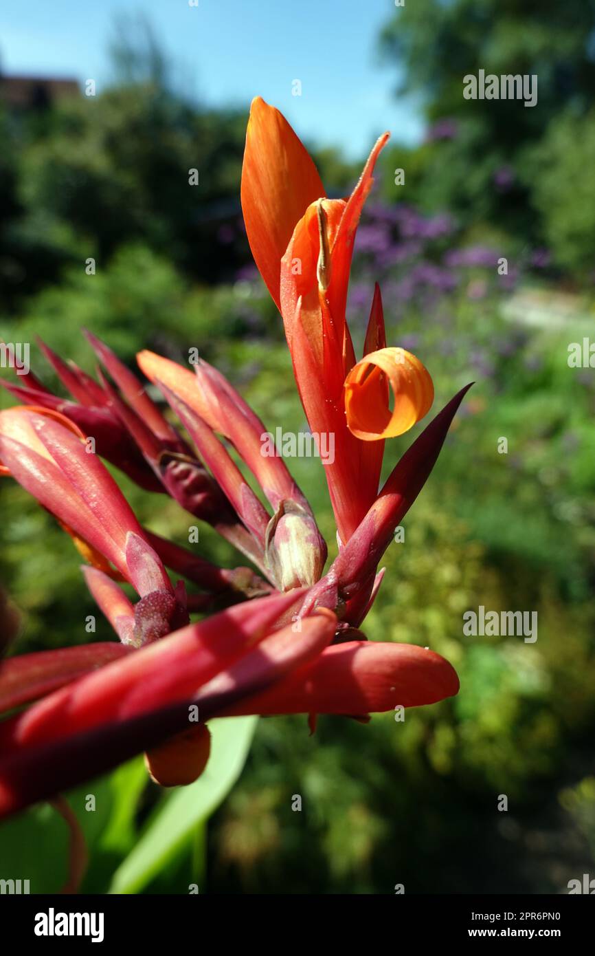Indisches Blumenrohr (Canna indica) Stock Photo