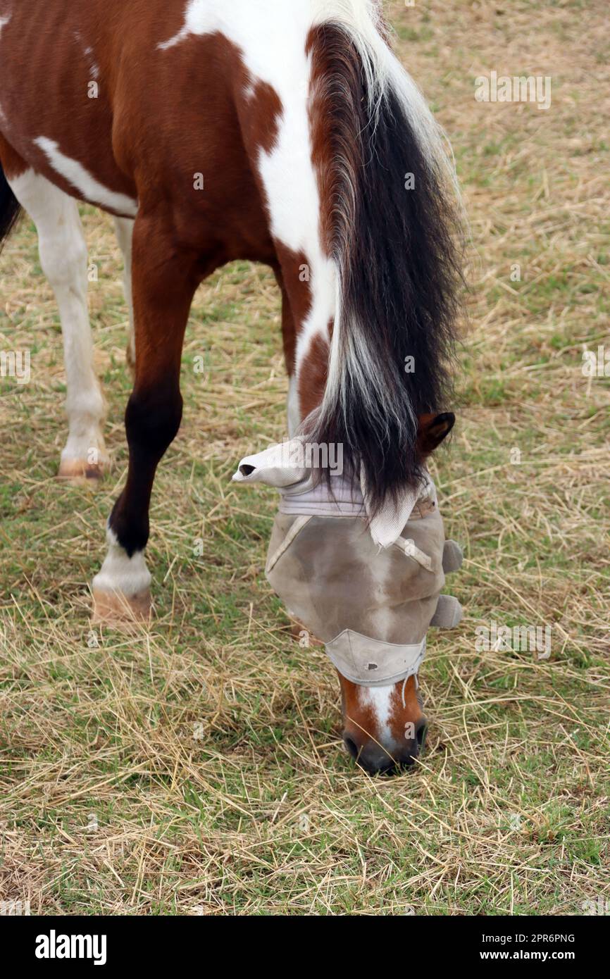 Pferd mit Insektenschutz am Kopf grast auf einer Weide Stock Photo