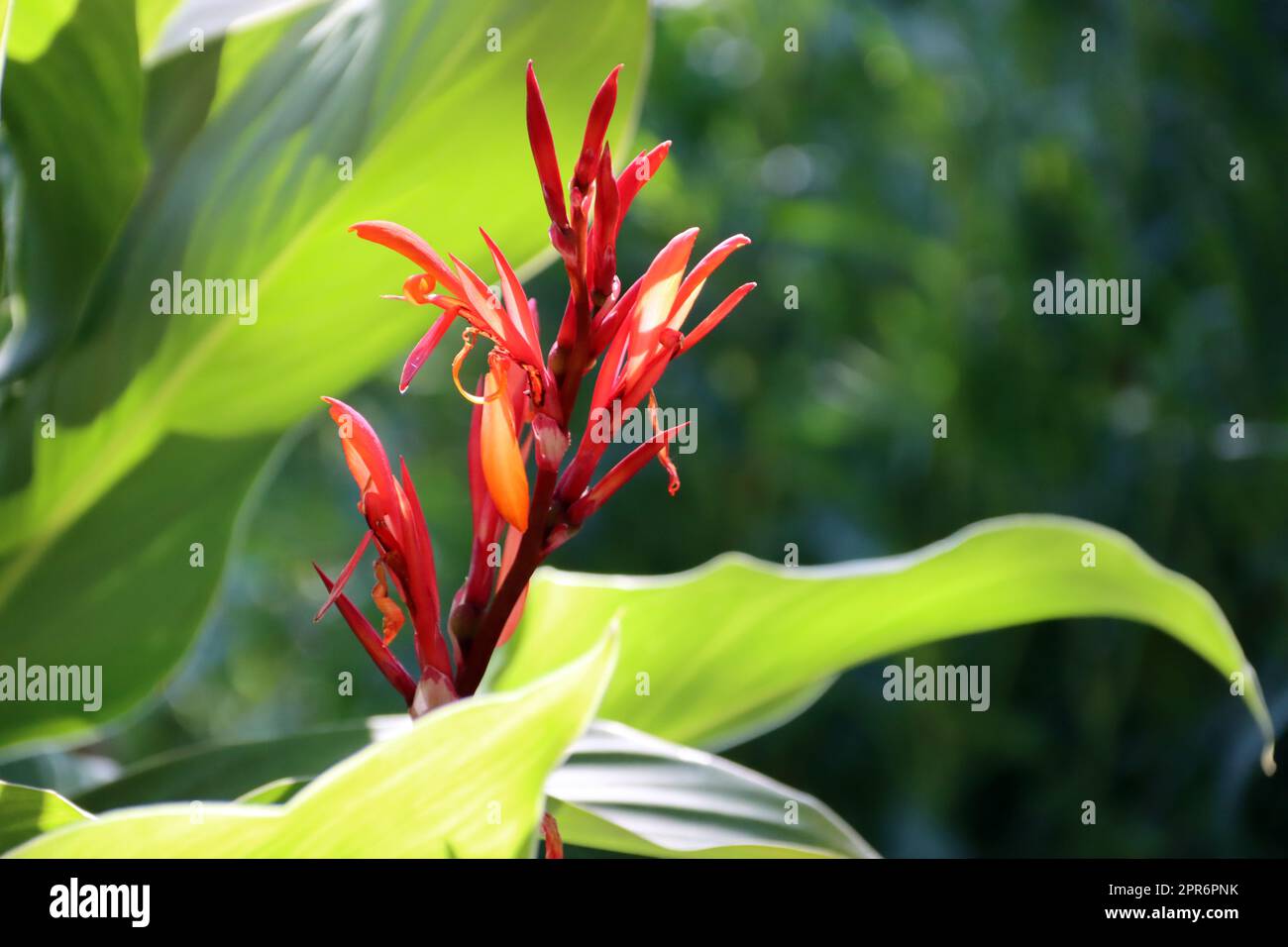 Indisches Blumenrohr (Canna indica) Stock Photo