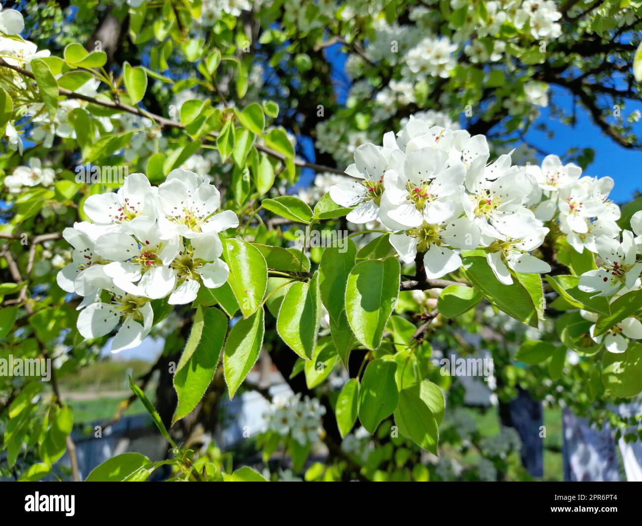 Spring time. Wild pear tree branch and sprig with the blooming flowers on a blurred bacground. Flowering pear in spring garden during flowering Stock Photo