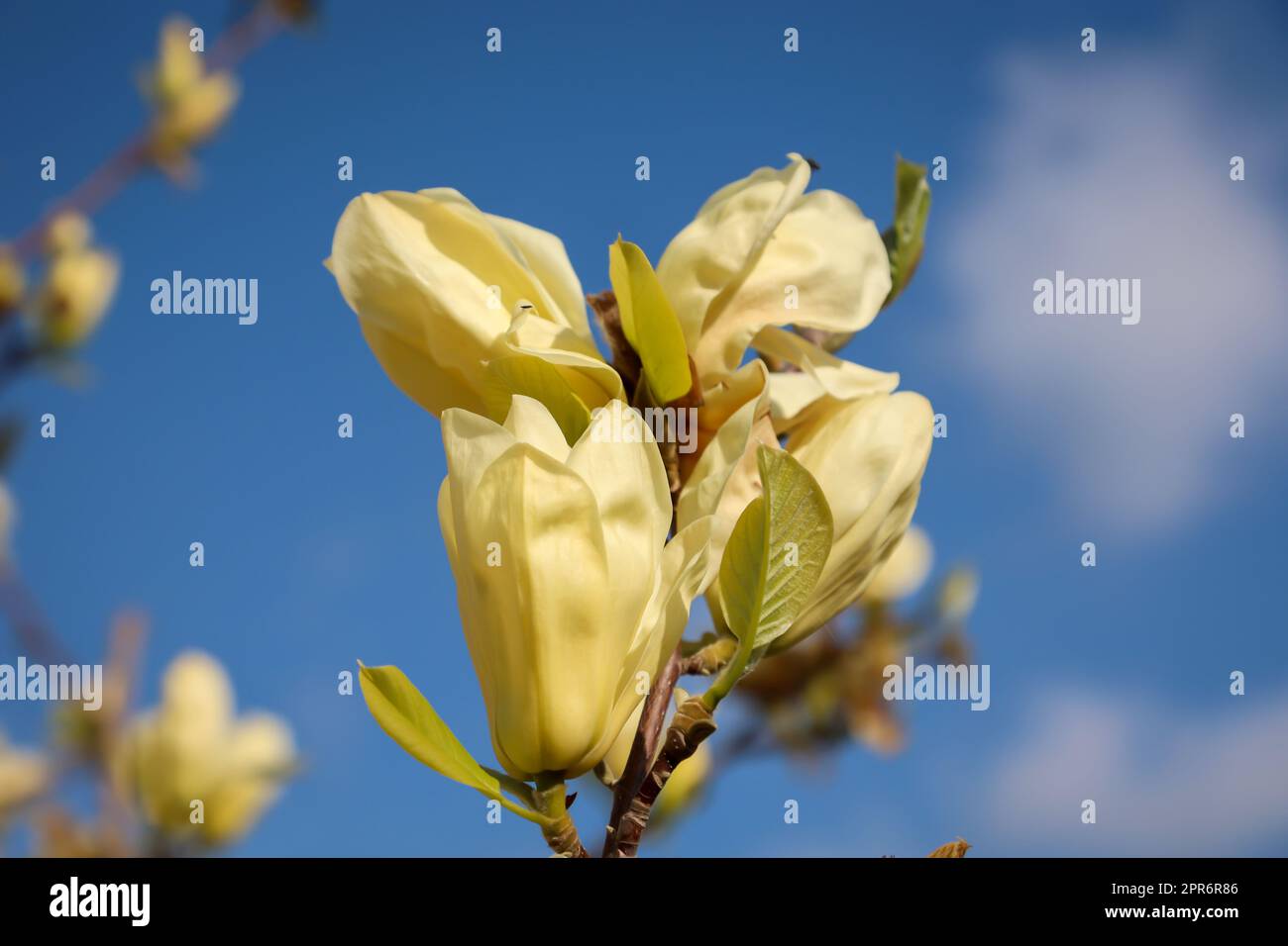 White tepals and yellow petals hi-res stock photography and images - Alamy