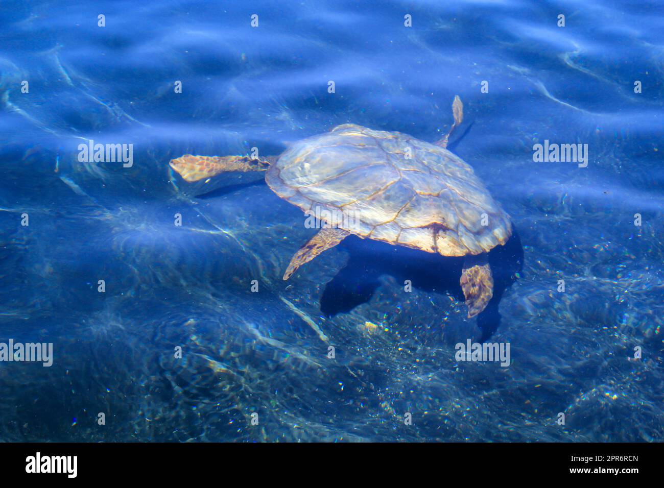 A picture of a protected sea turtle in the water. These turtles need