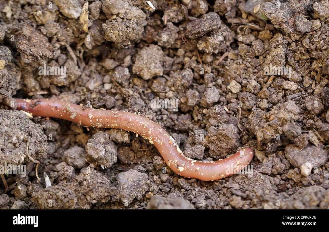 An earthworm grazes on the ground and burrows back in. Stock Photo