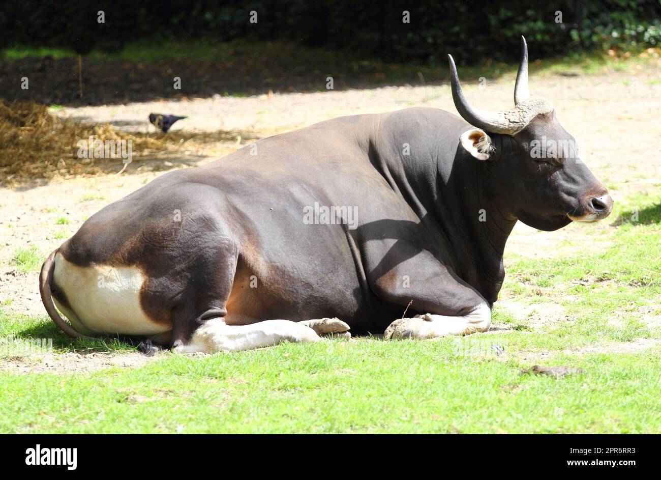Banteng  (Bos Javanicus) Stock Photo