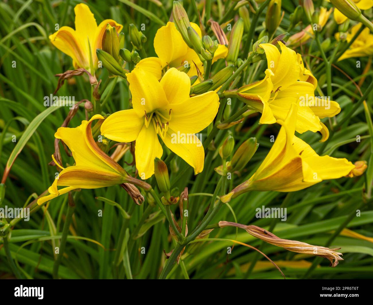Hemerocallis daylilies Lemon Bells flowering in a garden Stock Photo
