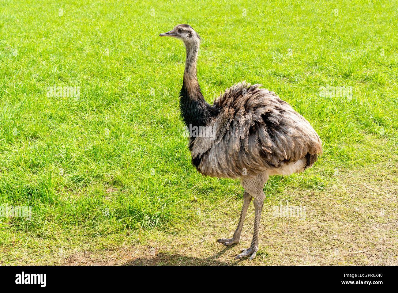 Emu (Dromaius novaehollandiae) in the meadow Stock Photo