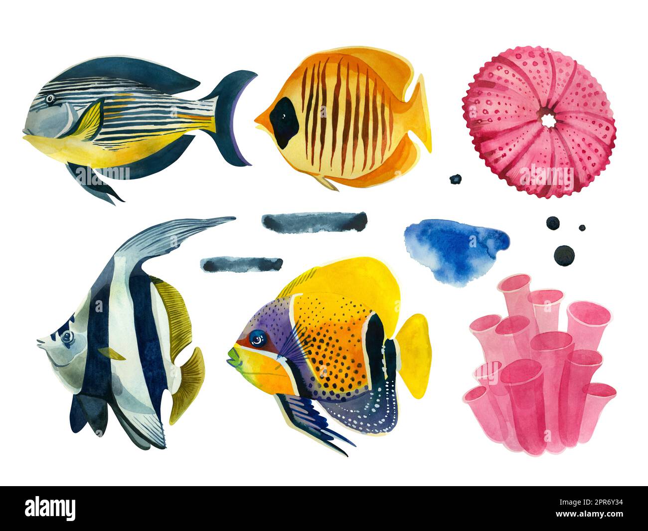 Big set of watercolor elements. exotic coral fishes of bright colors, blue watercolor stains, sea urchin, coral and starfish in pink Stock Photo