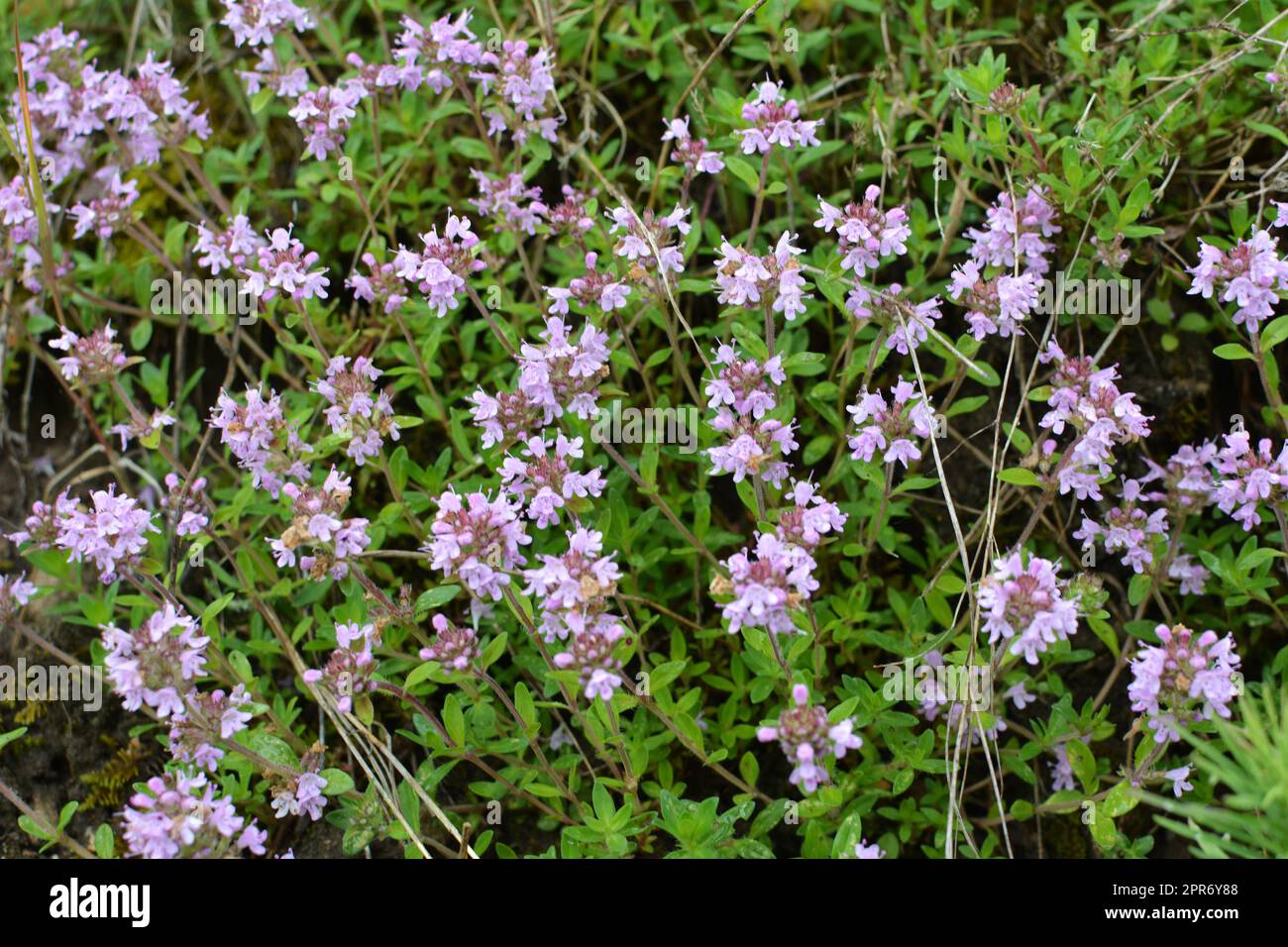 Thyme (Thymus serpyllum) blooms in the wild in summer Stock Photo