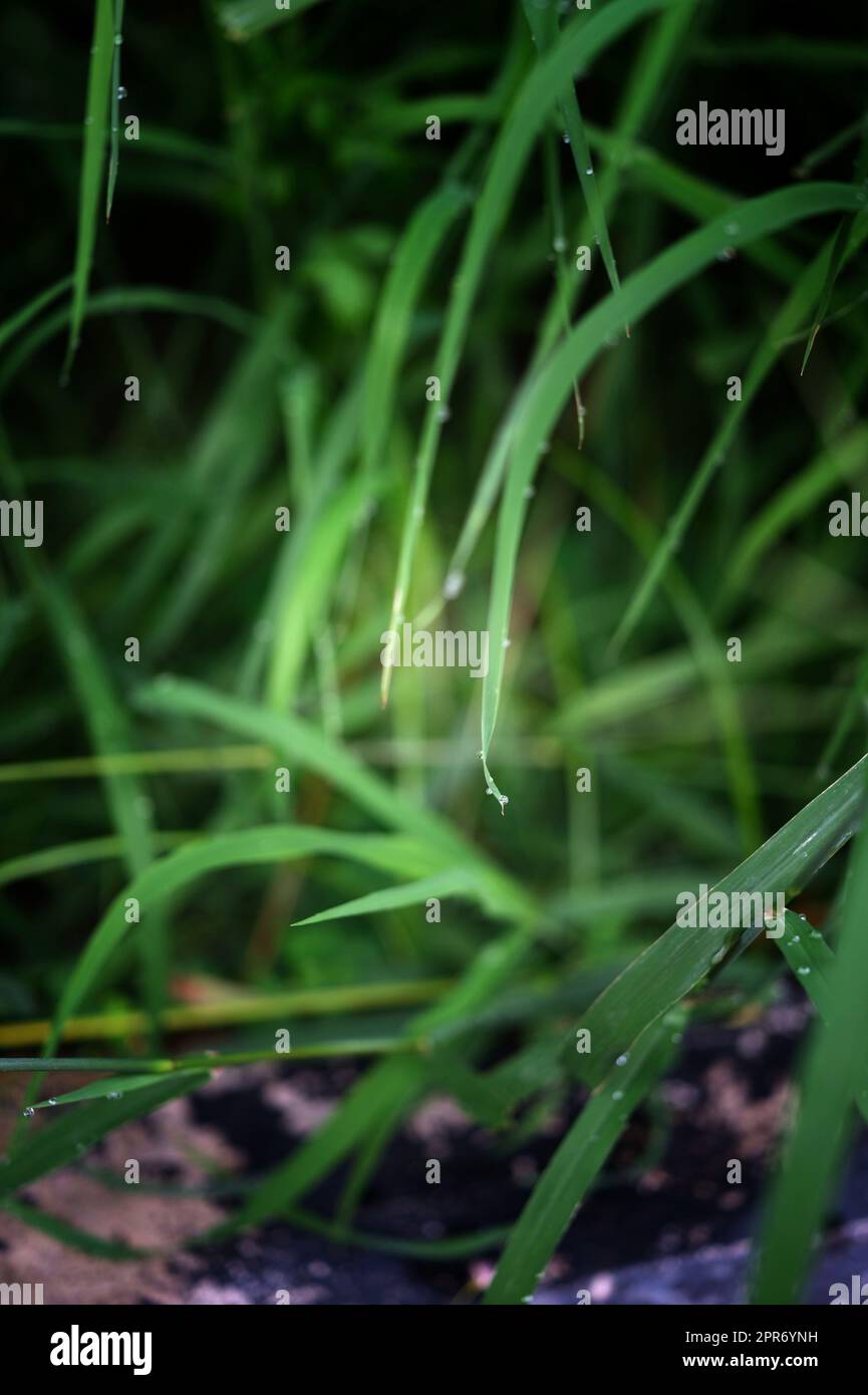 natural background, grass with dew drops closeup Stock Photo - Alamy