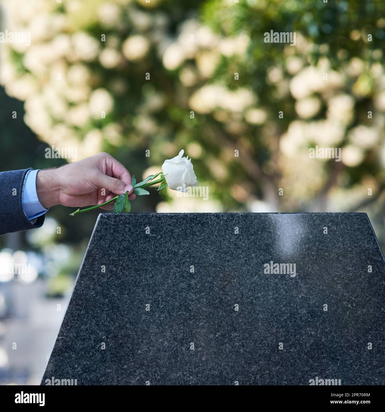 Love never quite leaves us. Cropped shot of a man placing a white rose on a grave. Stock Photo