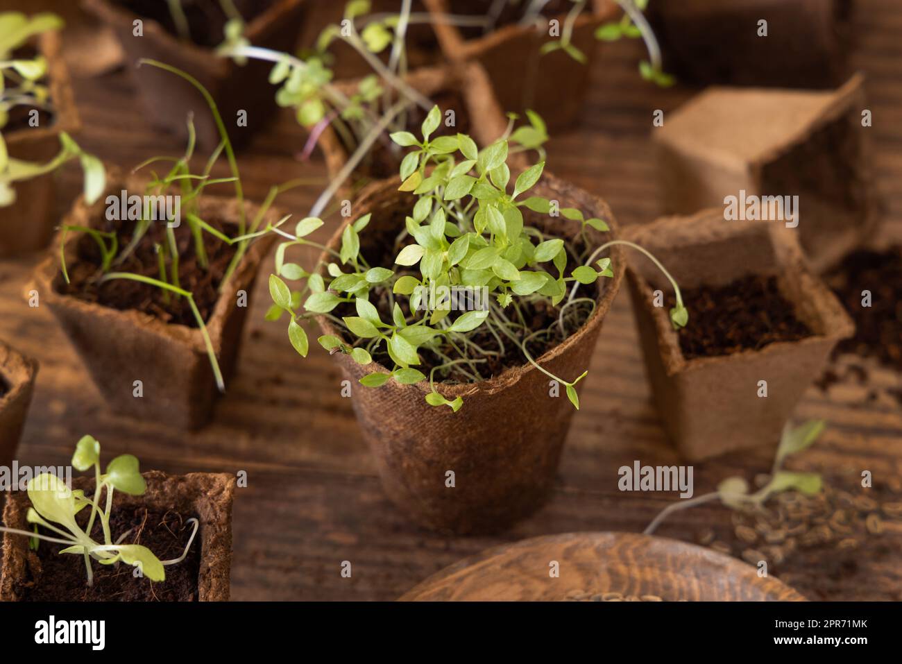 Vegetable seedlings in biodegradable pots on wooden table close up. Urban gardening Stock Photo