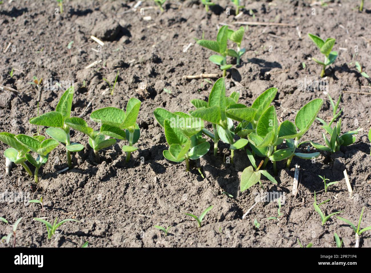 Young soybean seedlings growing hi-res stock photography and images - Alamy