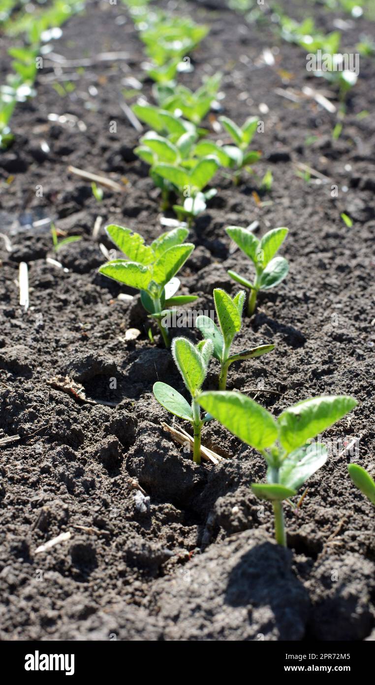 Field seedlings hi-res stock photography and images - Alamy