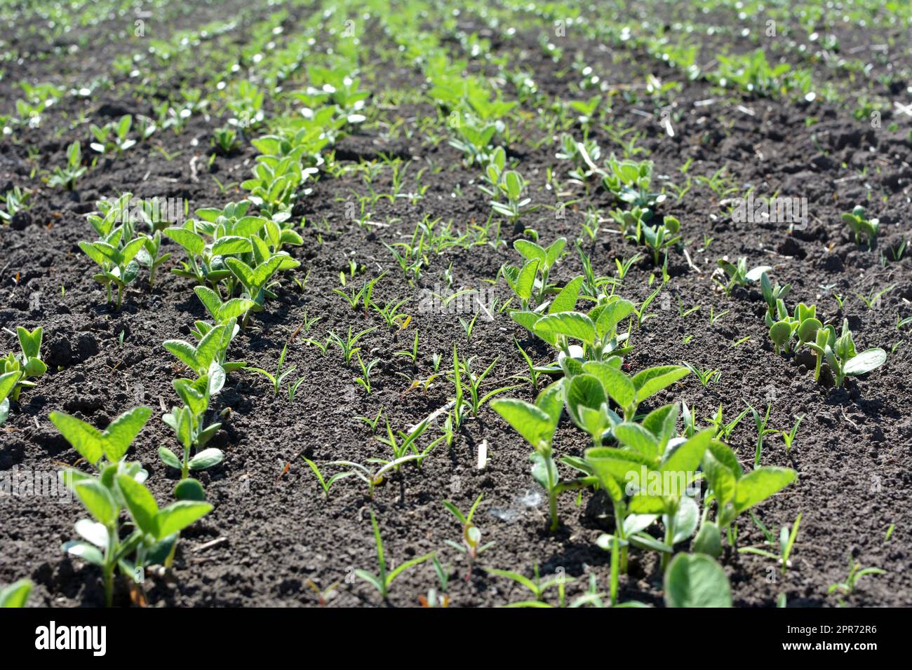 Field seedlings hi-res stock photography and images - Alamy
