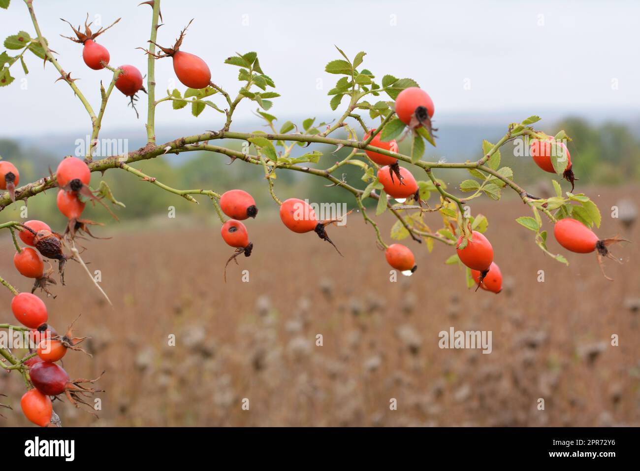 Red berries ripen on the branch of a dog rose bush Stock Photo