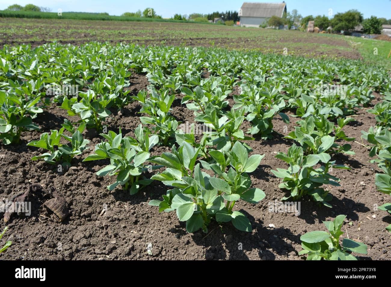 In spring, young Horse bean (Vicia faba) grows on a farm field Stock Photo