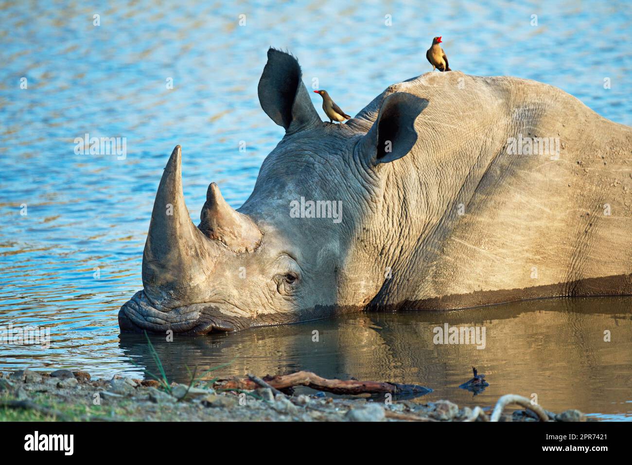 Watering holes are the lifeblood of the savannah. Shot of a rhino cooling off in a watering hole. Stock Photo