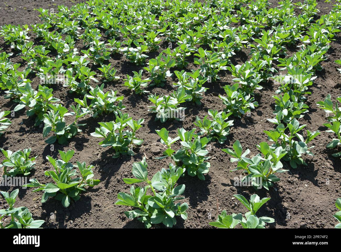 In spring, young Horse bean (Vicia faba) grows on a farm field Stock Photo