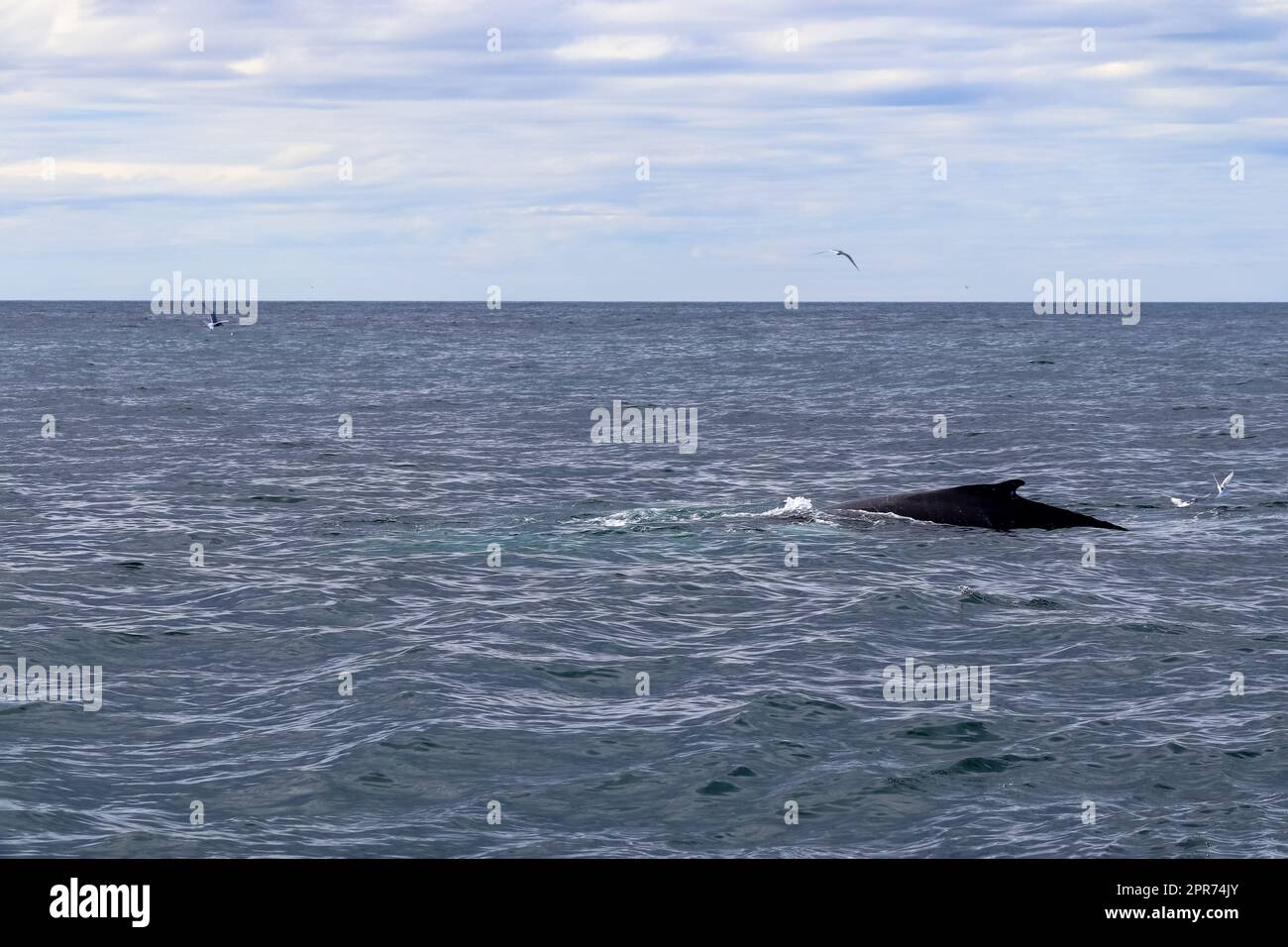 Humpback whale monterey bay hi-res stock photography and images - Alamy