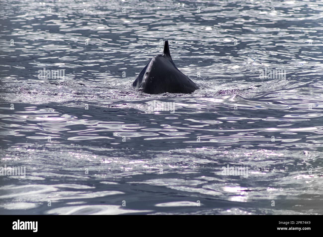 Humpback whale monterey bay hi-res stock photography and images - Alamy