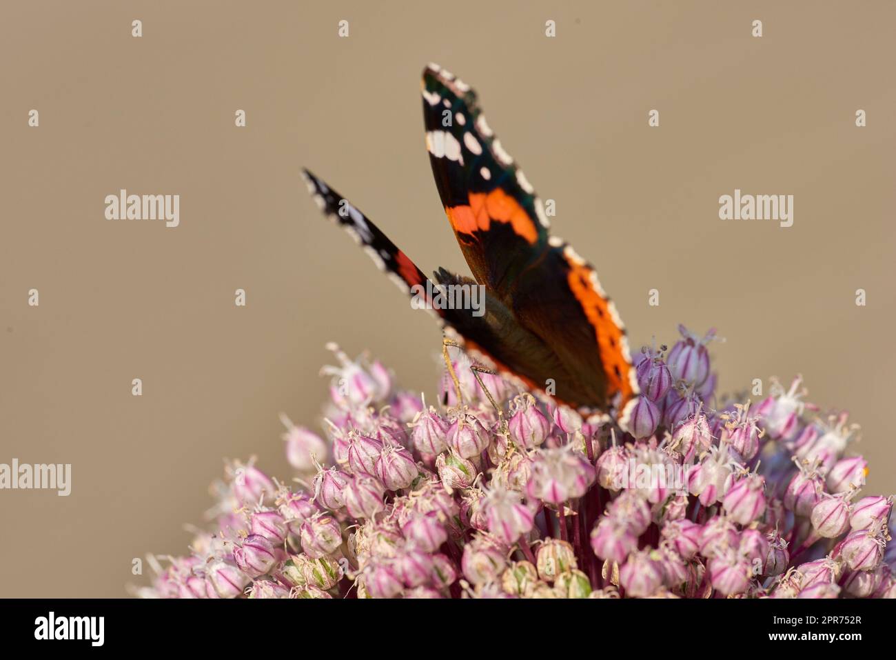 One red admiral butterfly perched on a pink wild leak or onion flower with a brown background and copyspace. Closeup of a vanessa atalanta sitting on an allium polyanthum or ampeloprasum garden plant Stock Photo