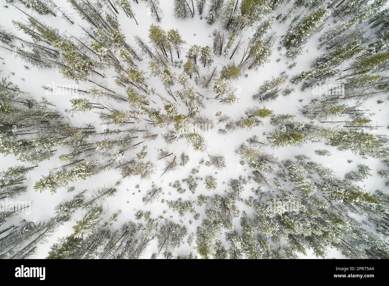 Trees covered in snow during winter Stock Photo