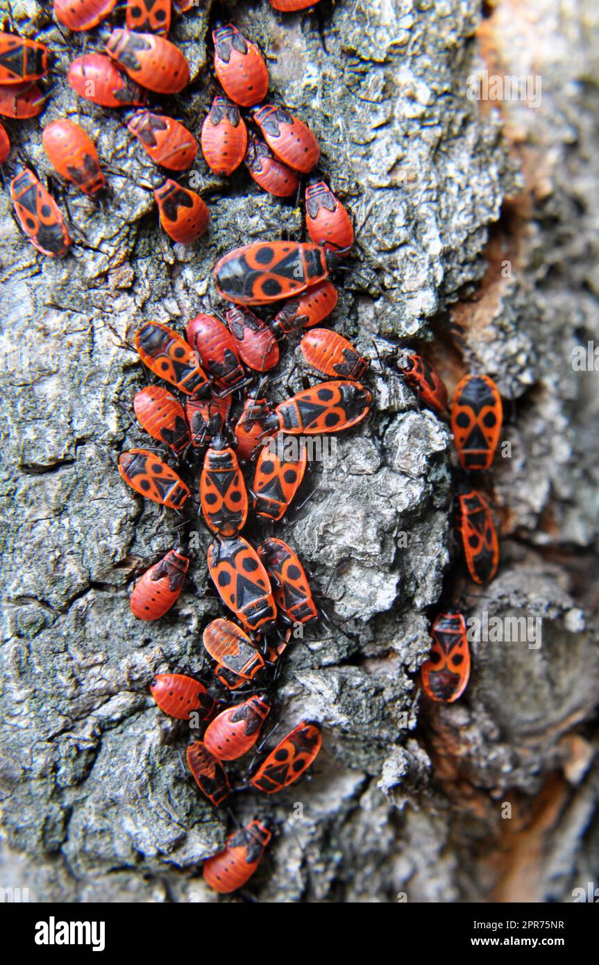 Colony of Pyrrhocoris apterus beetles in the wild on a tree trunk Stock ...