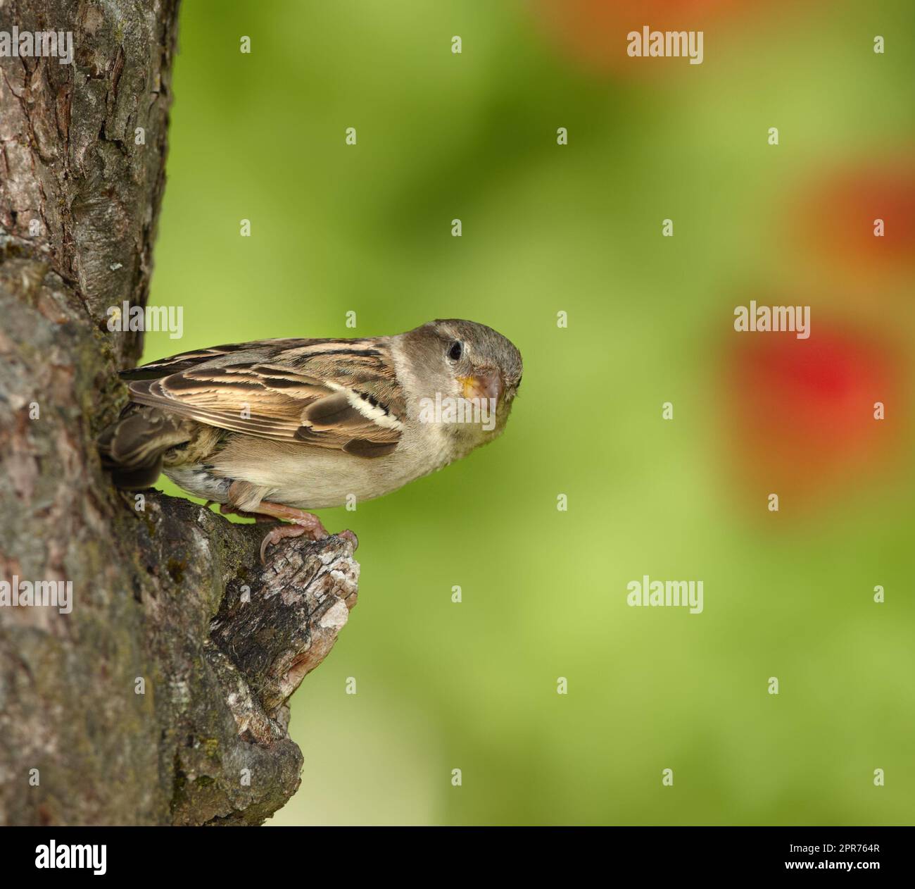 A beautiful sparrow. One sparrow sitting on a tree. A small bird perched alone.on a branch outdoors in a garden. Animals in nature, living in their natural habitat with green copyspace to the right. Stock Photo