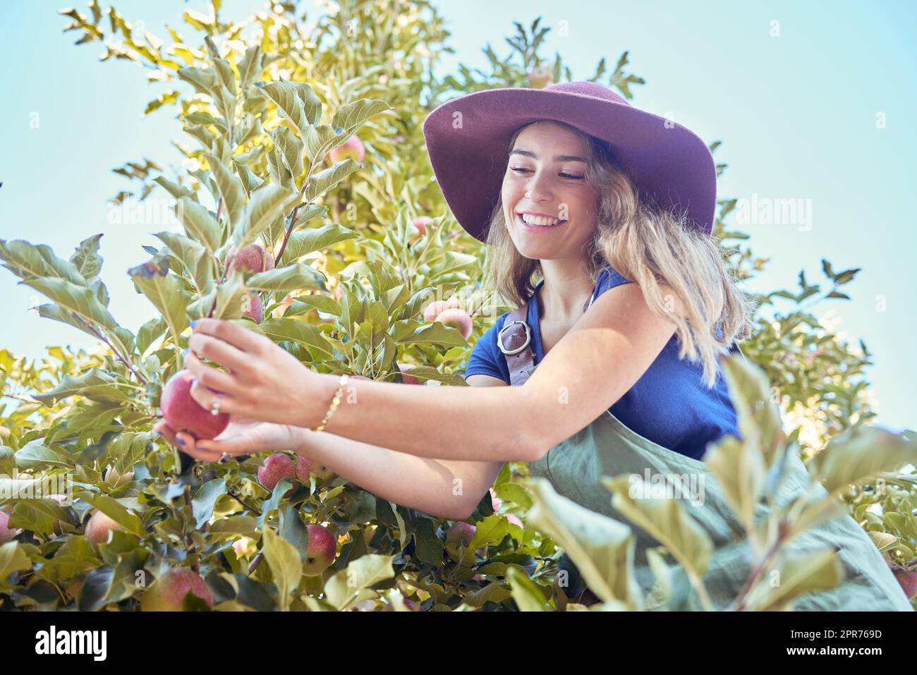Young woman picking an apple from a tree. Happy female wearing a straw hat and grabbing fruits