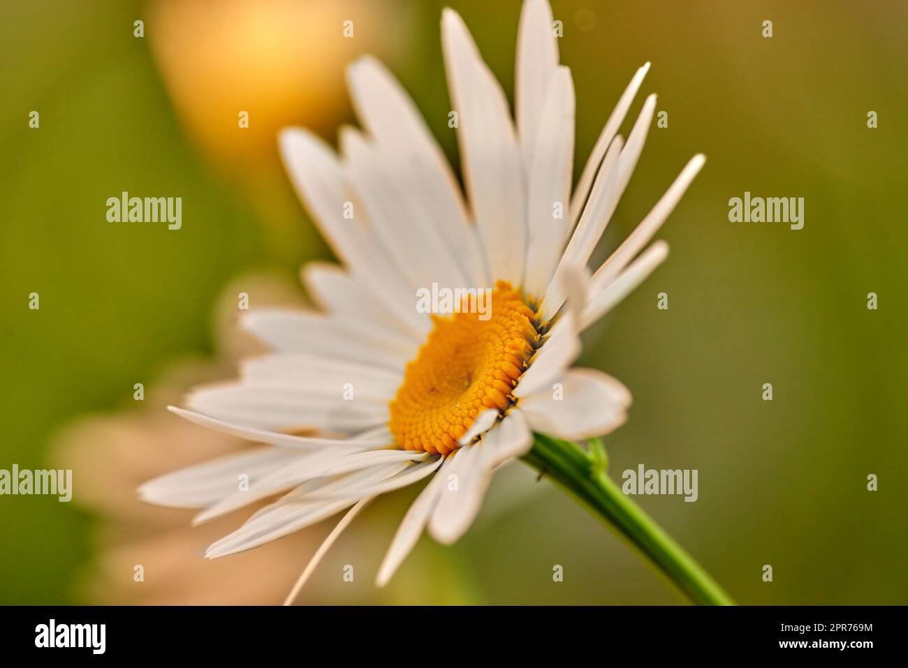 Closeup of a white daisy flower growing in a garden in summer with blurred background. Marguerite plants blooming in botanical garden in spring. Bunch of cheerful wildflower blooms in the backyard Stock Photo