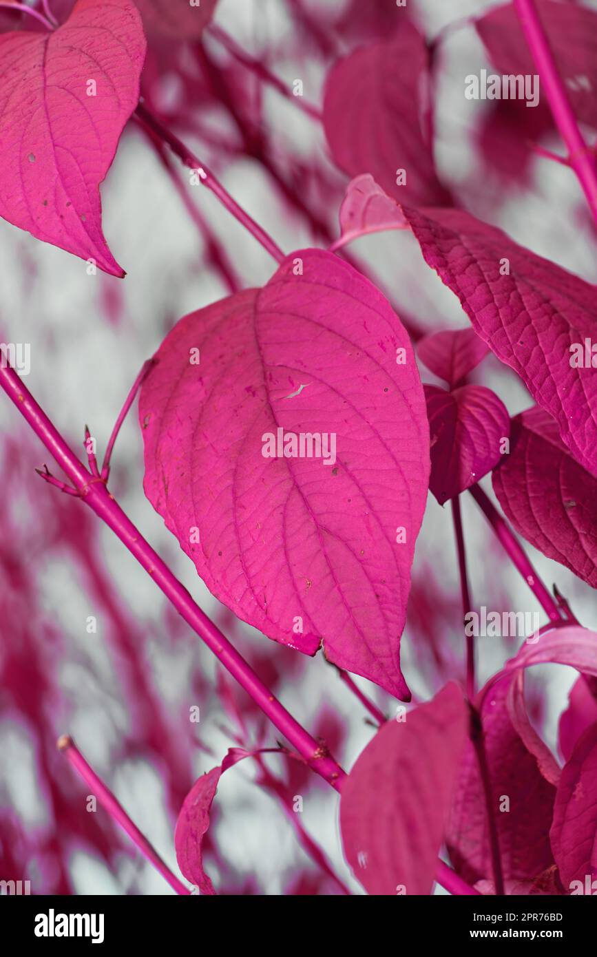 Autumn pink leaves on branches. Change of season brings new possibilities, chance and weather. Hanging vibrant leaves against cloudy sky with copyspace. Neon funky leaves for a scenic wallpaper Stock Photo