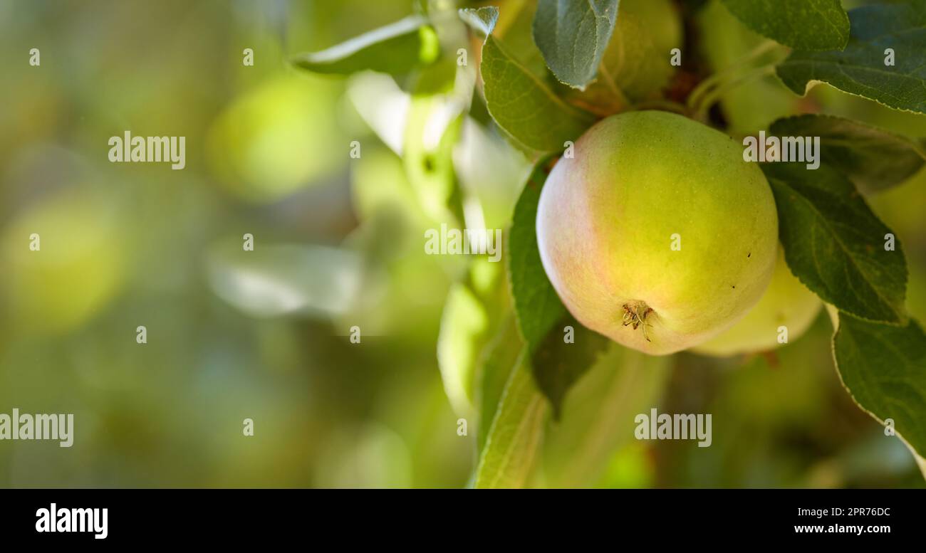 Copy space with green apples growing on a tree in a sunny orchard outside. Closeup of fresh fruit being cultivated and harvested in a grove. Organic produce ready to be picked from plants Stock Photo