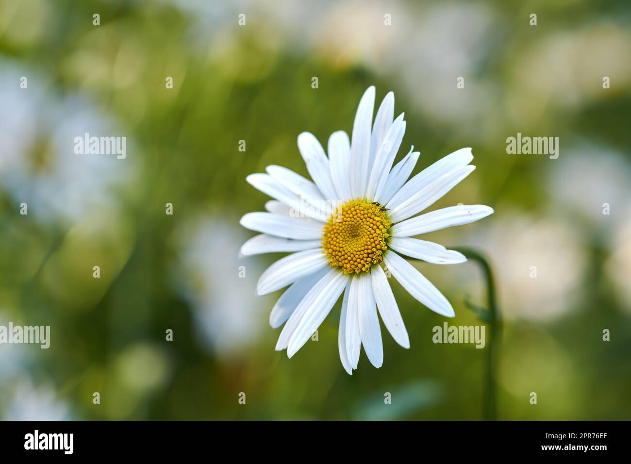 Daisy flower growing in a garden against a blurred background. Closeup of a marguerite perennial flowering plant on a grassy field in spring. White flowers blooming in a green backyard garden Stock Photo