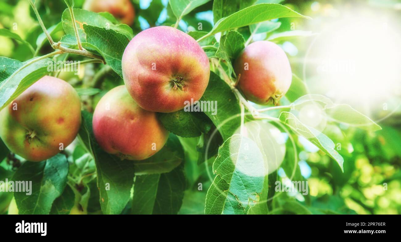 Red apples hanging on a tree, growing in an orchard outside in summer with a sun flare. Organic and sustainable fruit farming, fresh produce growing on farm. Agriculture background with lens flare Stock Photo