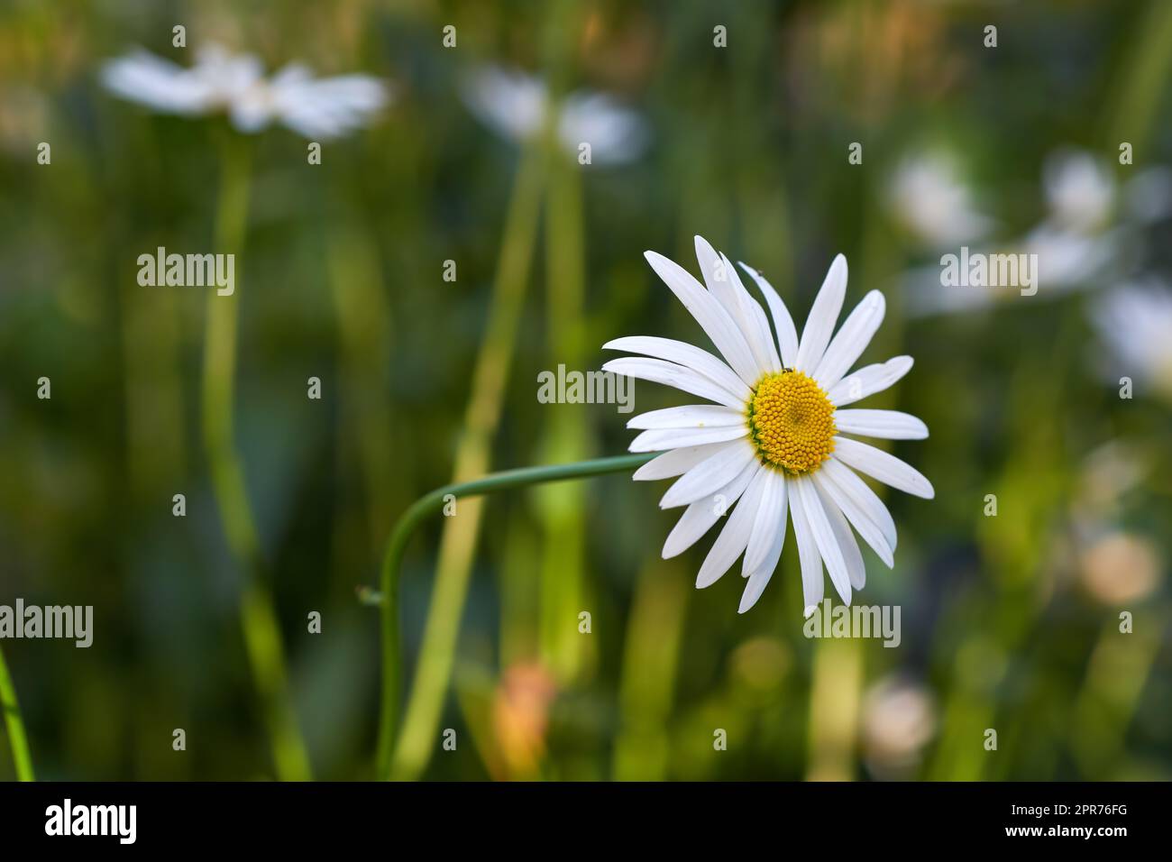 View of a garden with a long common daisy flower with steam and yellow in the center. A closeup view of white daisies flowers with long stem leaves. A group of white flowers shined in the sunlight. Stock Photo