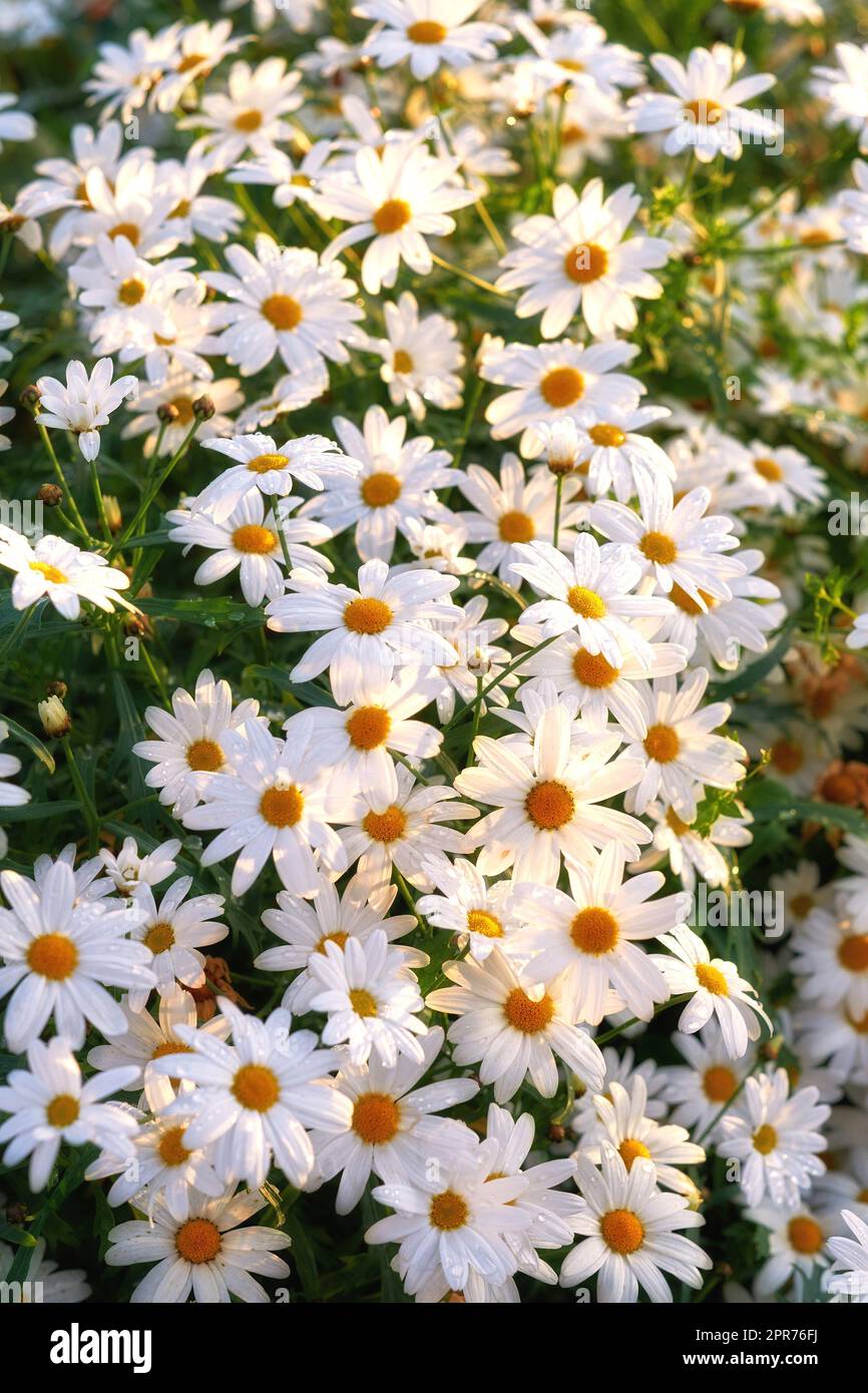 A view of a bloomed long common daisy flower. flower with stem and yellow center in bloom and late springtime amazing green field on a bright sunny day. A group of white flowers shining in sunlight. Stock Photo