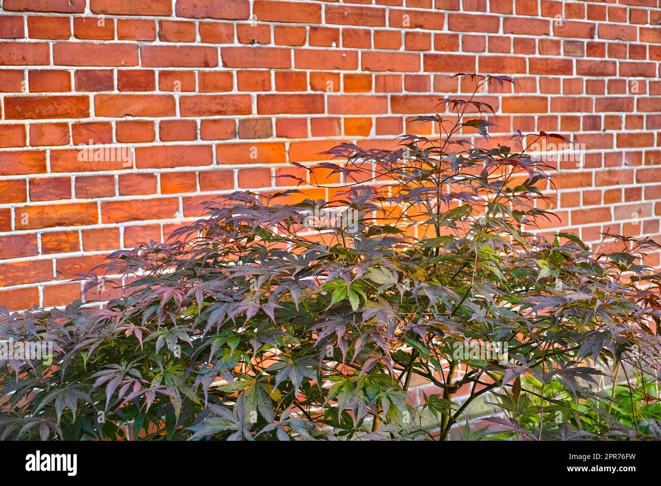 Green Japanese maple plant against a block wall in a small garden. Young green maple grows against a brown wall. Branches and bright magenta leaves of a Japanese Maple tree on a sunny day in the yard Stock Photo
