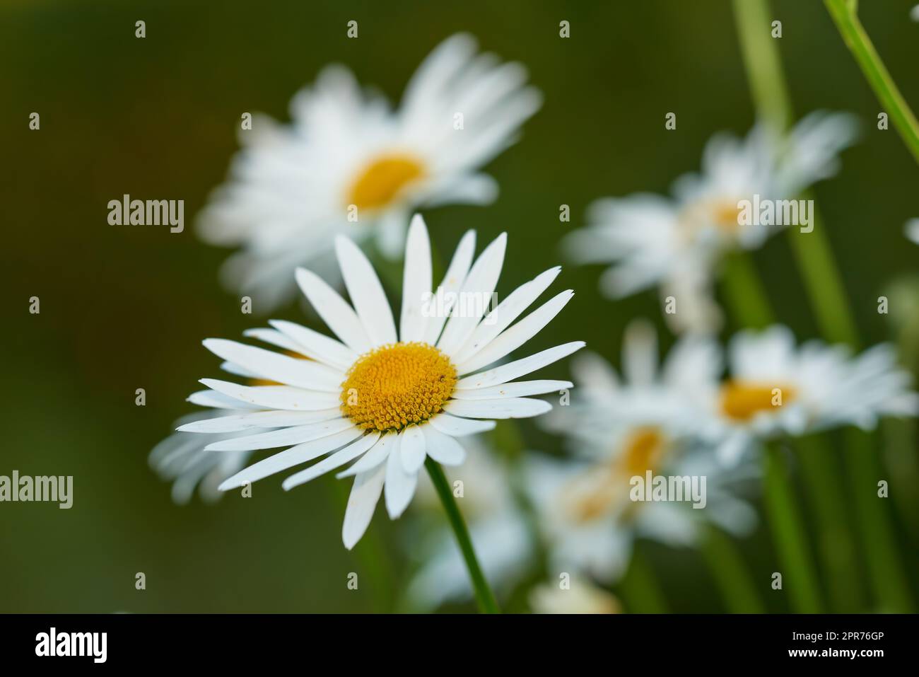 Daisy flower growing in a garden against a blurred background. Closeup of a marguerite perennial flowering plant on a grassy field in spring. White flowers blooming in a green backyard garden Stock Photo