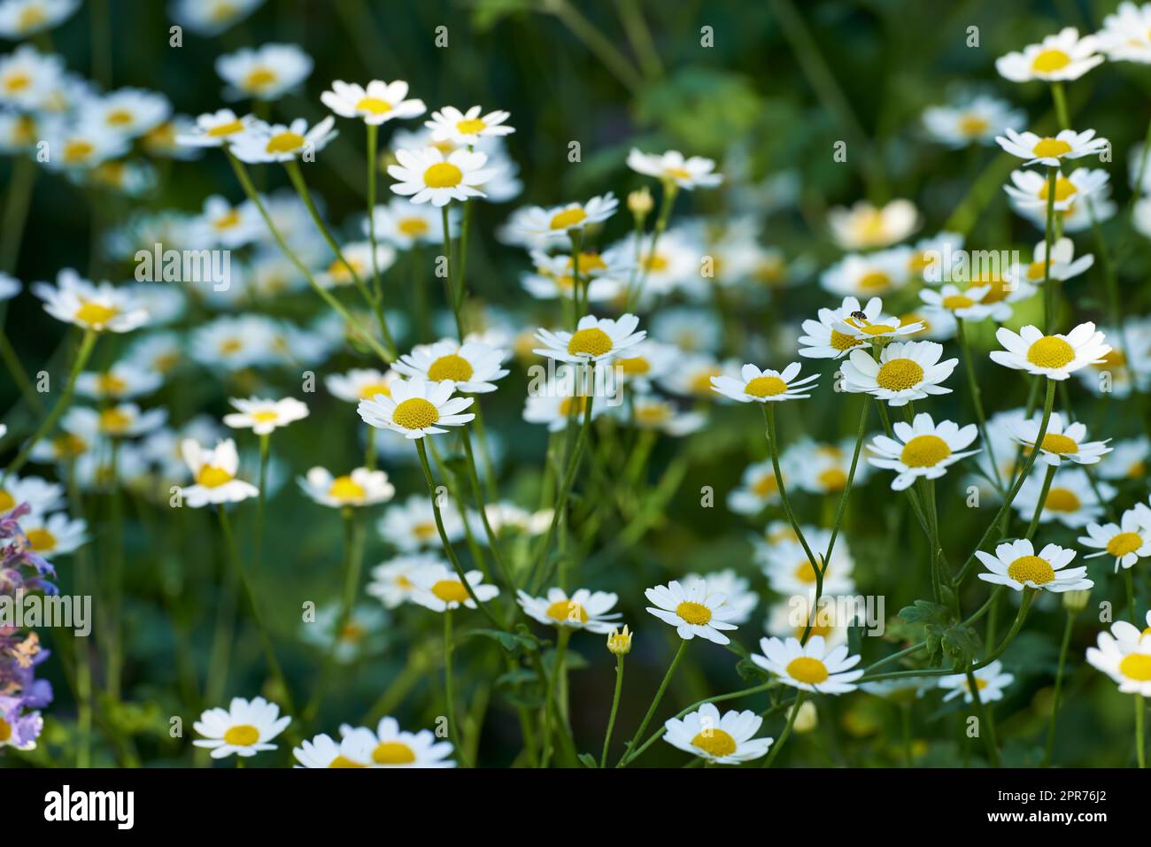 Many daisy flowers growing in a scenic green botanical garden. Bright white marguerite flowering plants on a grassy field in spring. Pretty flowers flourishing in a lush meadow in nature Stock Photo