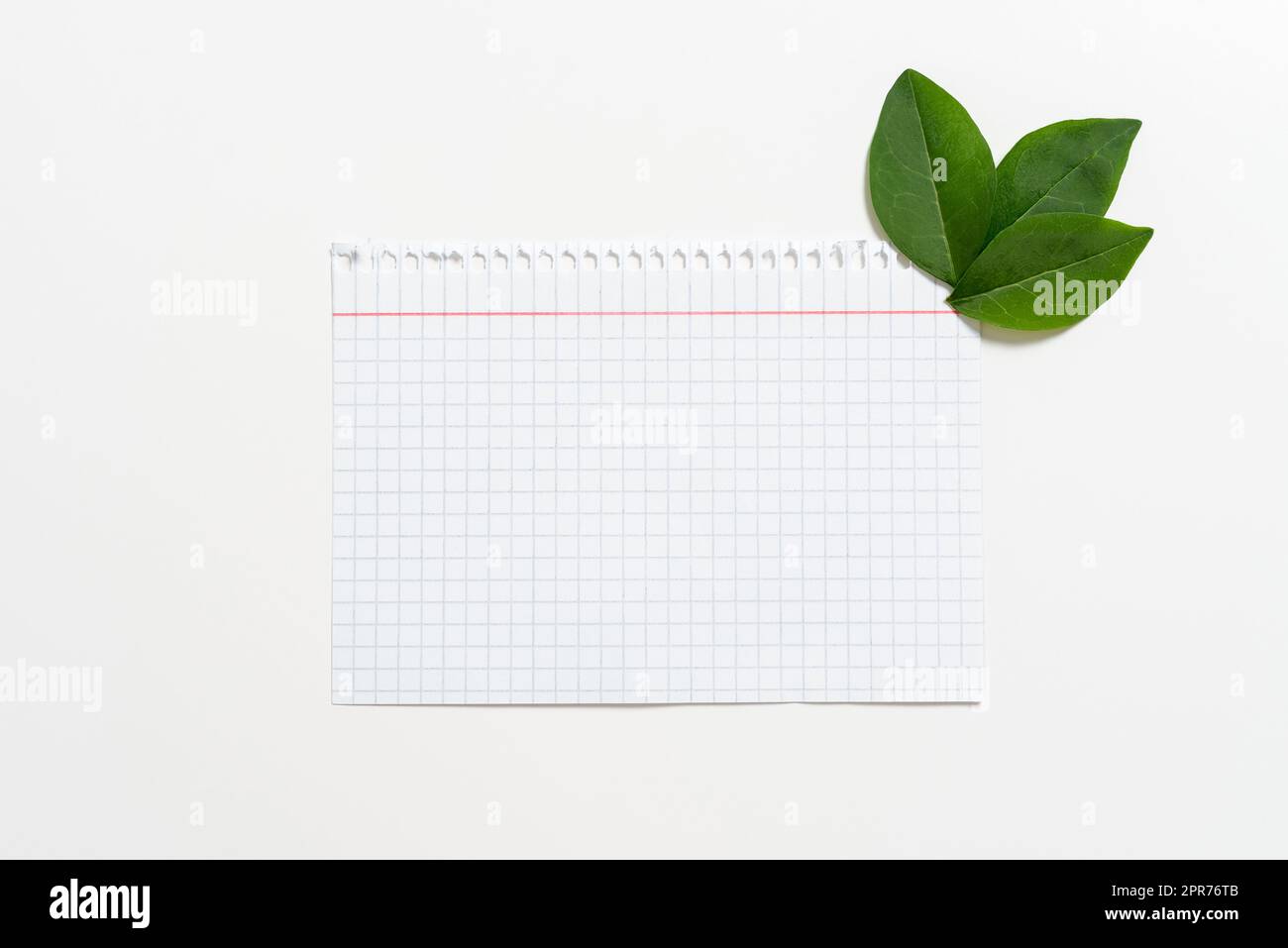 Notebook Paper With Checked Patterned Lines And Leaves Decorated For Displaying Education. Empty Page With Fresh Botany Arranged For Promoting Company Brand. Stock Photo