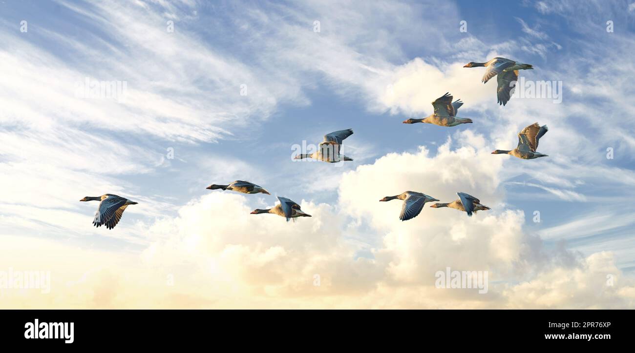 Flock of goose birds flying in a blue sky background with clouds and copyspace. Common wild greylag geese flapping wings while soaring in the air in formation. Migrating waterfowl animals in flight Stock Photo