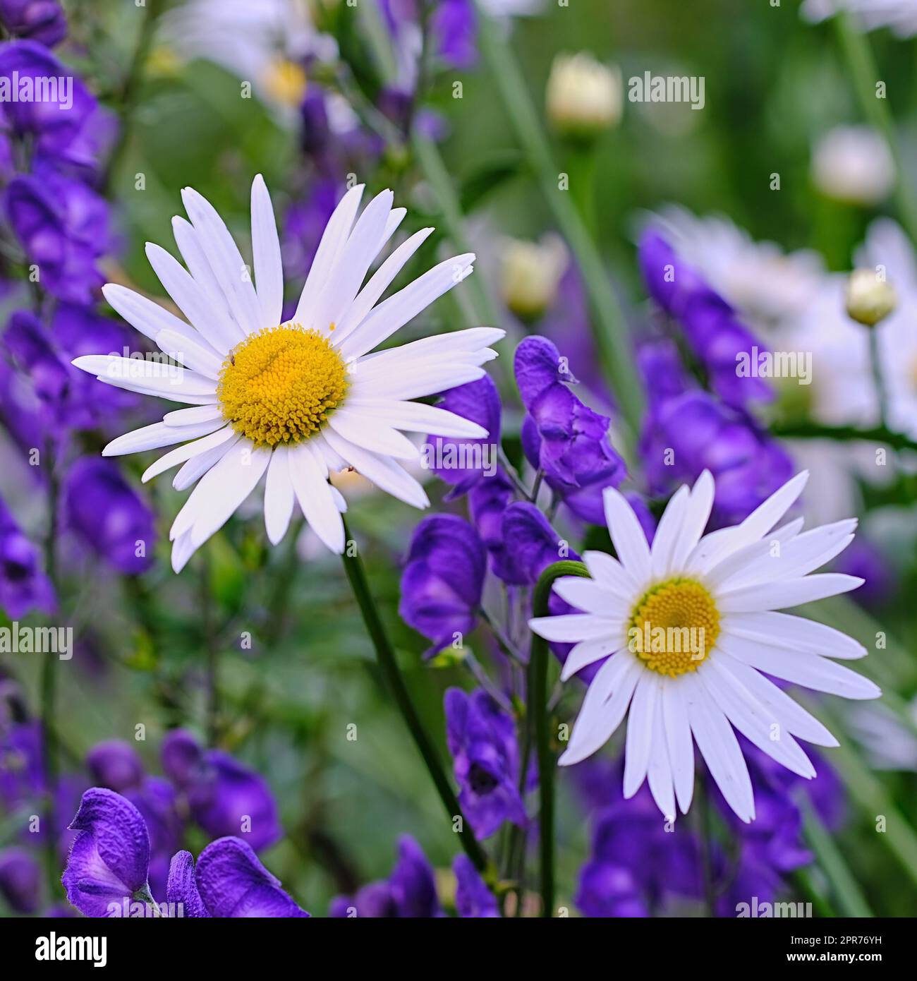 Top view of daisy flowers growing in green meadow among purple flora. Marguerite perennial flowering plants on a grassy field in spring from above. Beautiful white flowers blooming in backyard garden Stock Photo