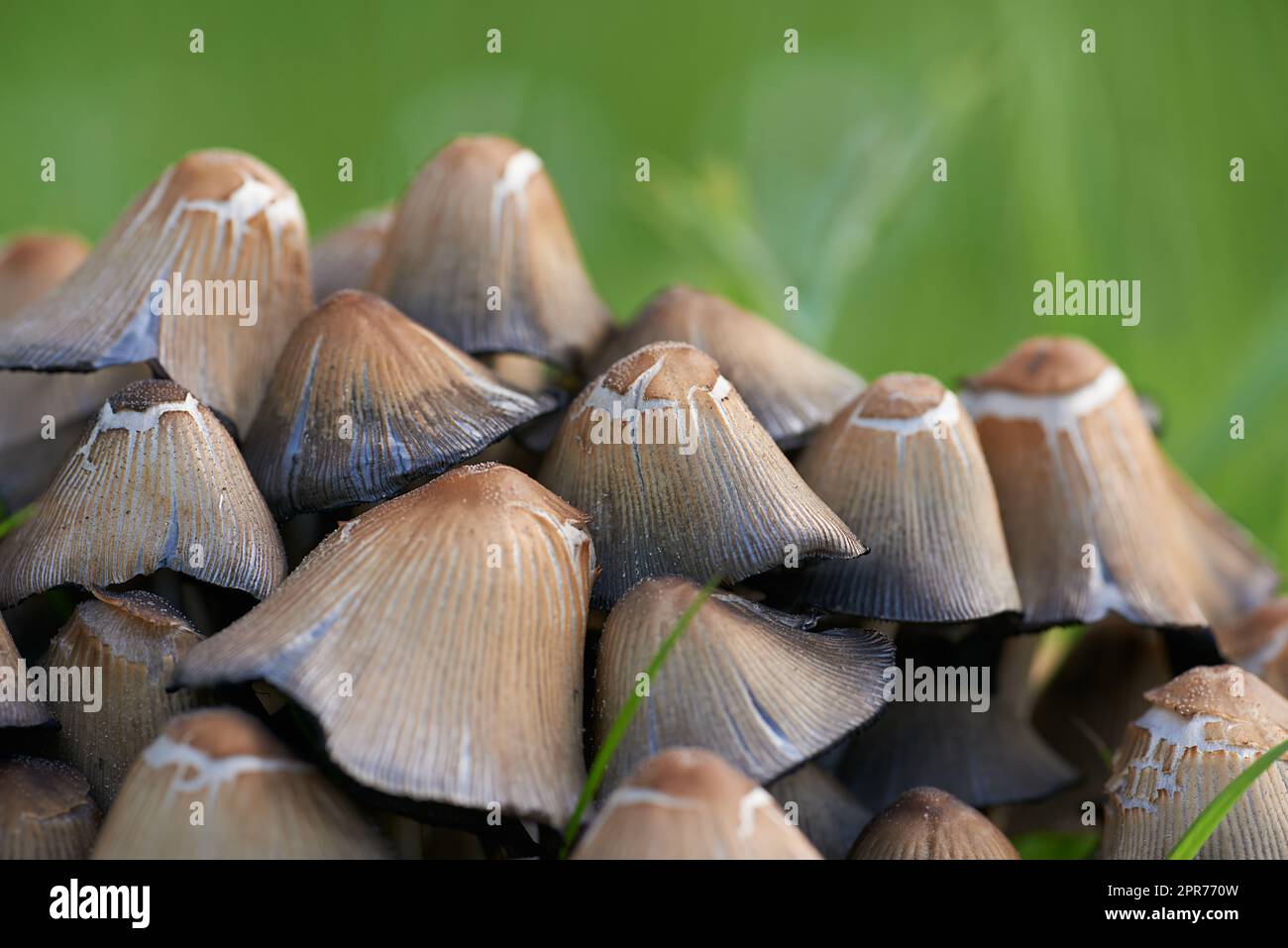 A closeup view of a heap of mushrooms. Macro view of mushrooms with green grass. The group of wild fungi in a forest on green blur background. Small brown fungus in green moss. Coprinus micaceus. Stock Photo