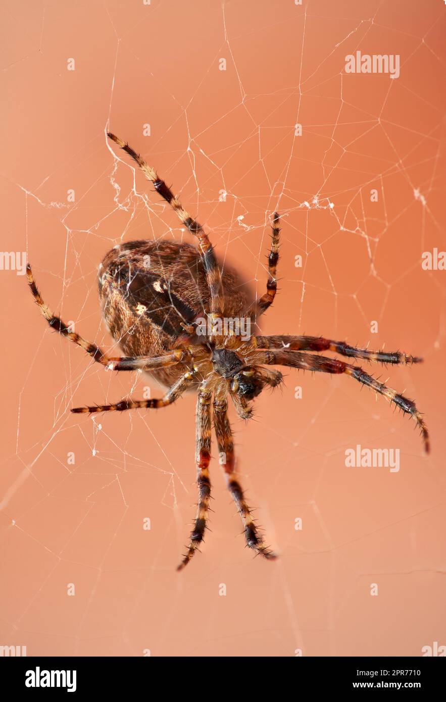 The Walnut Orb-weaver Spider or Nuctenea Umbratica on a web isolated against a blurred red brick wall. A spider of the Araneidae species hunting. Closeup of striped brown arachnid in nature Stock Photo