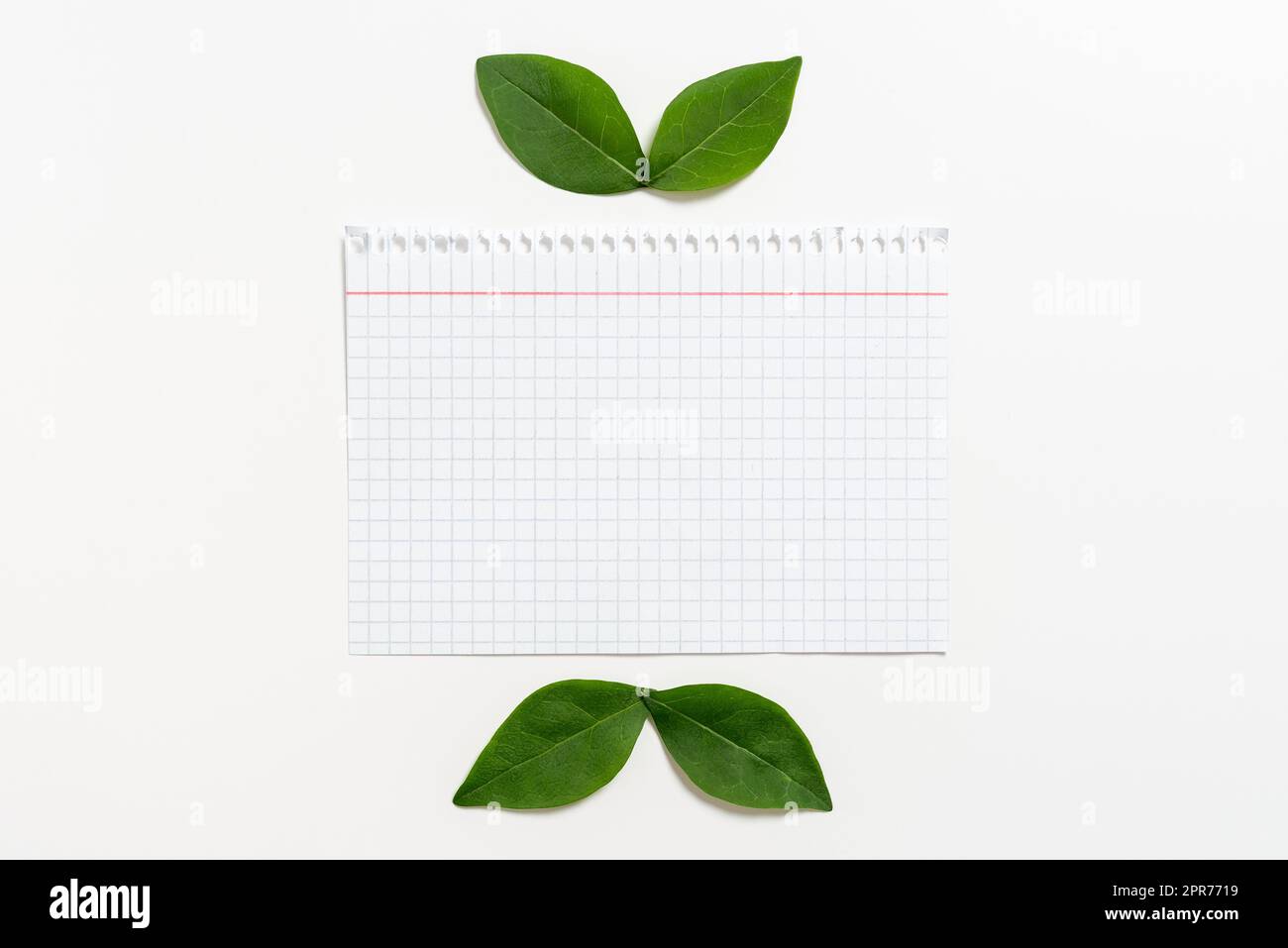 Notebook Sheet With Checked Patterned Line And Leaves For Creative Banner. Blank Paper With Fresh Botany For Layout For Business Advertisement And Brand Promotion. Stock Photo