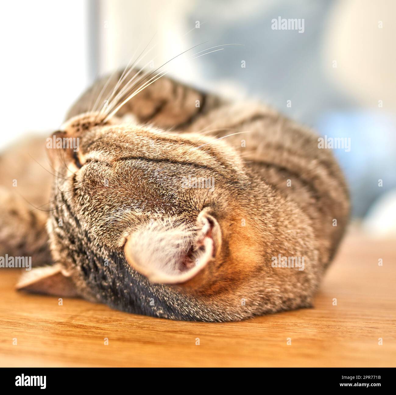 Cute grey tabby cat lying on the floor with his eyes closed. Closeup of a feline with long whiskers, sleeping or resting on wooden surface at home. Purring cat on his back dreaming about being petted Stock Photo