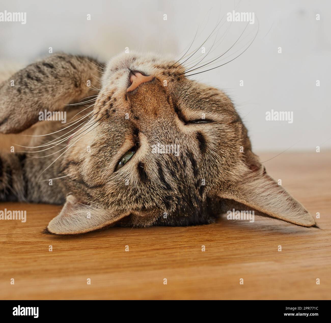 Closeup of a sleepy cat taking a nap. Face of a cute kitten falling asleep during the day. Tired and lazy domestic kitty relaxing upside down. Adorable cuddly pet with soft fur resting indoors Stock Photo