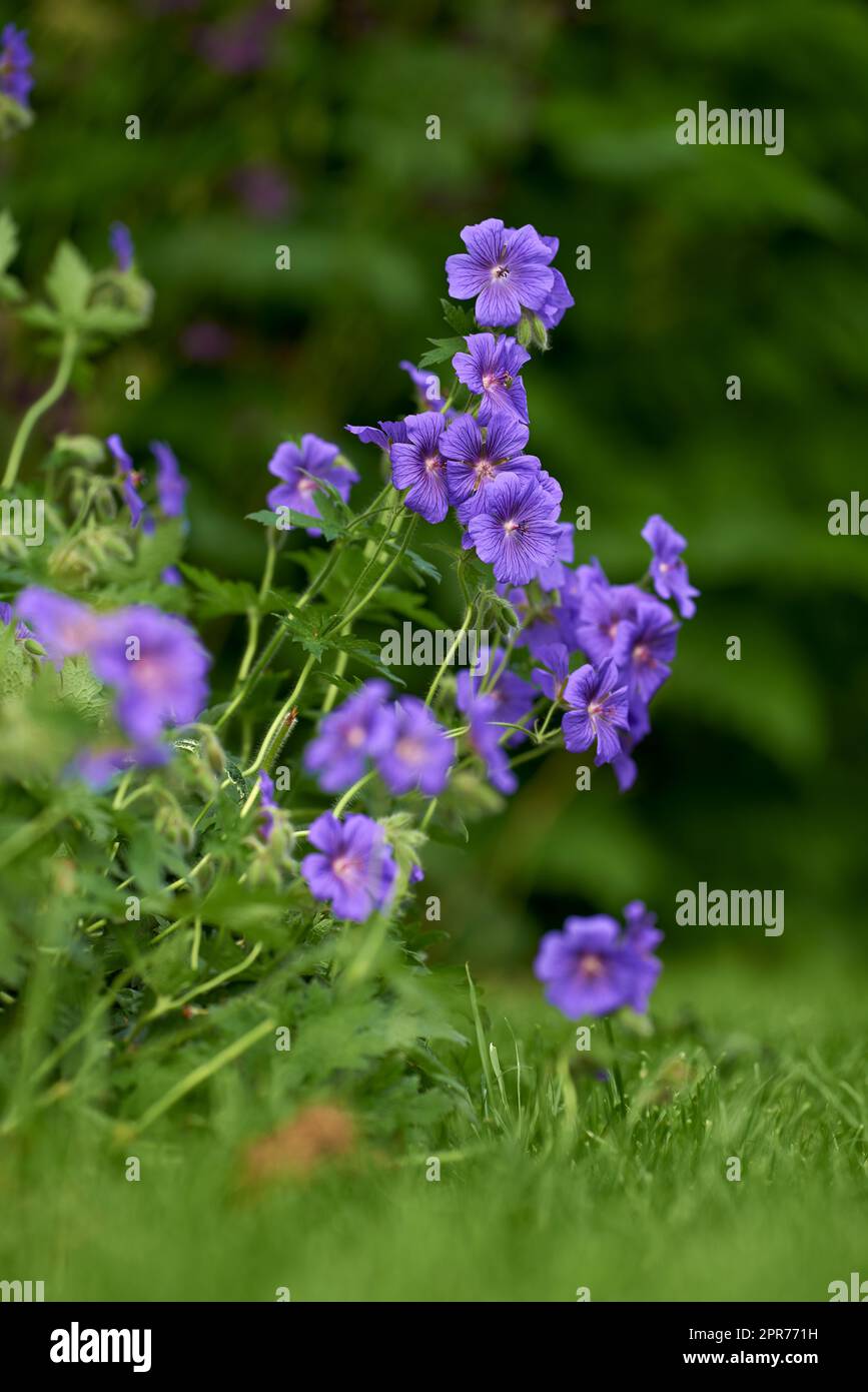 Beautiful purple flowers in a green garden. Vibrant meadow Cranesbill blooming in spring. Bright flowerheads growing in a park. Gardening Geranium pratense for a colorful and fresh backyard Stock Photo