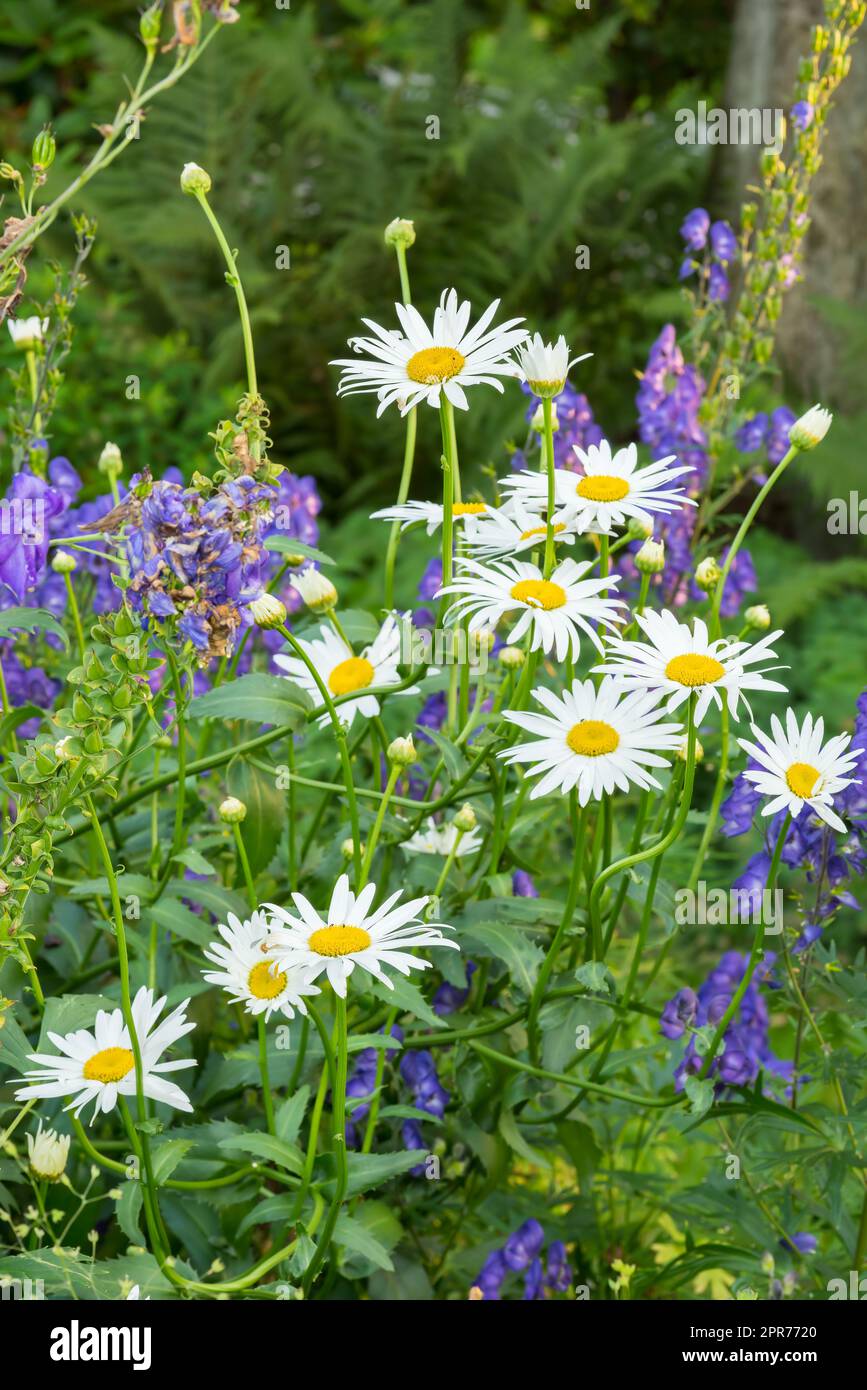 Daisy flowers growing in a green botanical garden. Marguerite flowering plants blossoming on a green grassy field in spring from above. Top view of white flowers blooming in a garden in summer Stock Photo